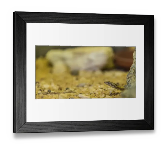 Framed Print : Namib Sand Snake -Psammophis namibensis-, Living Desert Snake Park, Walvis Bay, Namibia