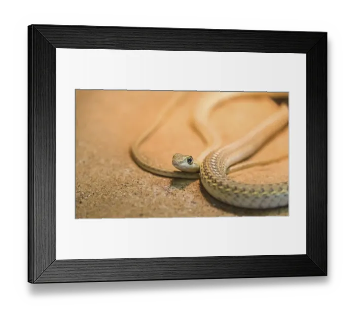 Framed Print : Namib Sand Snake -Psammophis namibensis-, Living Desert Snake Park, Walvis Bay, Namibia Framed Print : Namib Sand Snake -Psammophis namibensis-, Living Desert Snake Park, Walvis Bay, Namibia