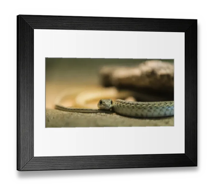 Framed Print : Namib Sand Snake -Psammophis namibensis-, Living Desert Snake Park, Walvis Bay, Namibia