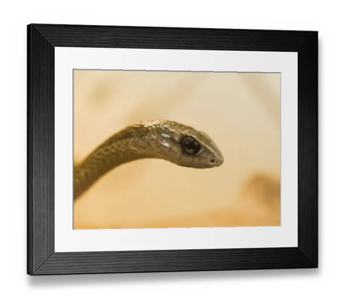 Framed Print : Boomslang -Dispholidus typus-, Living Desert Snake Park, Walvis Bay, Namibia Framed Print : Boomslang -Dispholidus typus-, Living Desert Snake Park, Walvis Bay, Namibia
