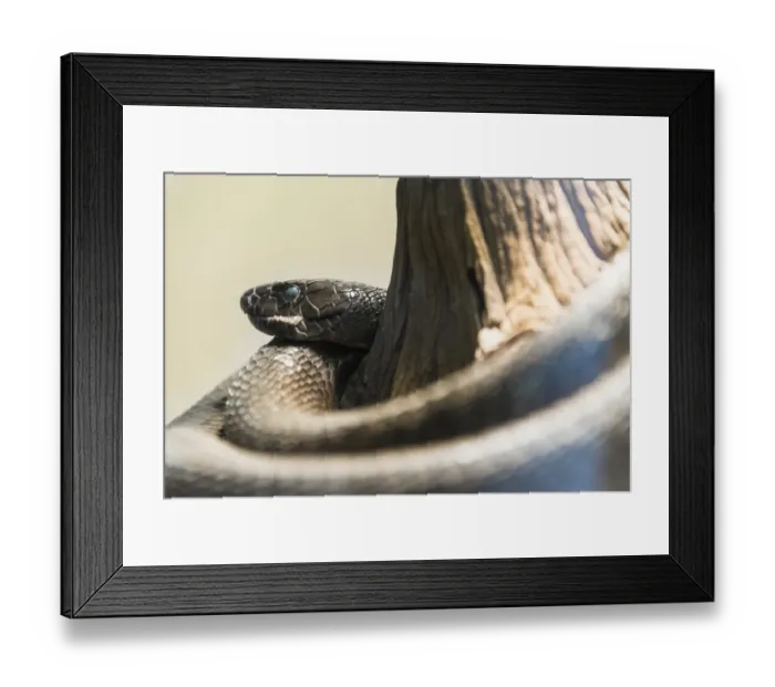 Framed Print : Black Mamba -Dendroaspis polylepis-, Living Desert Snake Park, Walvis Bay, Namibia Framed Print : Black Mamba -Dendroaspis polylepis-, Living Desert Snake Park, Walvis Bay, Namibia