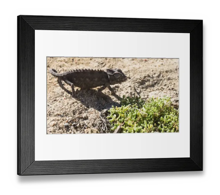 Framed Print : Namaqua Chameleon -Chamaeleo namaquensis-, Living Desert Snake Park, Walvis Bay, Namibia Framed Print : Namaqua Chameleon -Chamaeleo namaquensis-, Living Desert Snake Park, Walvis Bay, Namibia