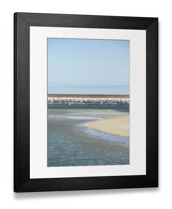 Framed Print : American Flamingoes -Phoenicopterus ruber-, Lesser Flamingoes -Phoeniconaias minor-, flamingo colony on sand bank at Walvis Bay, Namibia Framed Print : American Flamingoes -Phoenicopterus ruber-, Lesser Flamingoes -Phoeniconaias minor-, flamingo colony on sand bank at Walvis Bay, Namibia