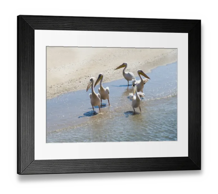 Framed Print : White Pelicans -Pelecanus onocrotalus- in Walvis Bay, Namibia Framed Print : White Pelicans -Pelecanus onocrotalus- in Walvis Bay, Namibia