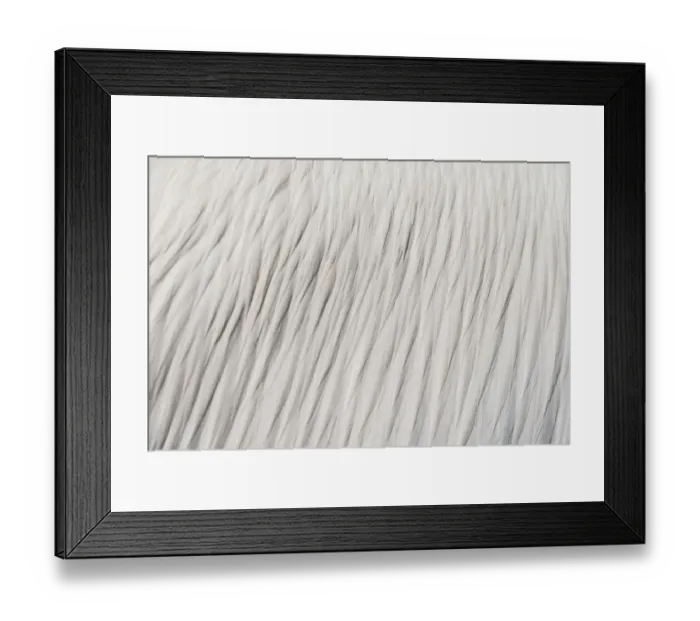 Framed Print : White feathers, Great White Pelican -Pelecanus onocrotalus- in Walvis Bay, Namibia Framed Print : White feathers, Great White Pelican -Pelecanus onocrotalus- in Walvis Bay, Namibia
