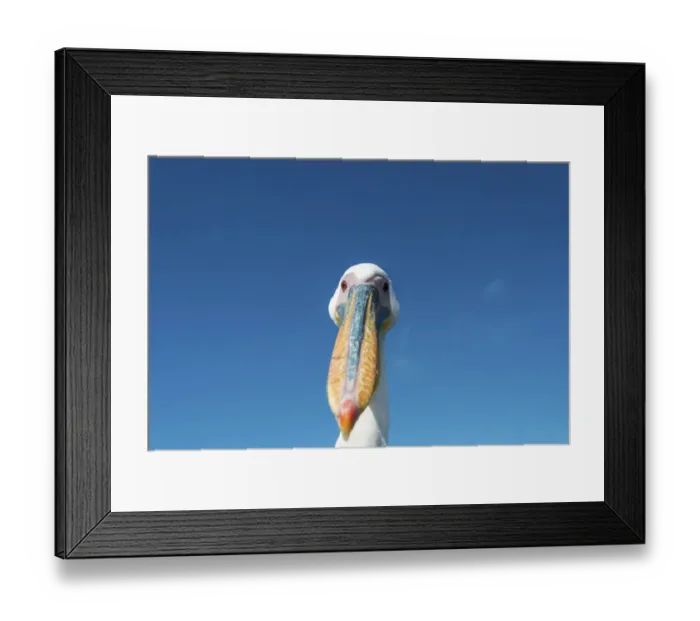 Framed Print : Great White Pelican -Pelecanus onocrotalus-, portrait, Walvis Bay, Namibia Framed Print : Great White Pelican -Pelecanus onocrotalus-, portrait, Walvis Bay, Namibia