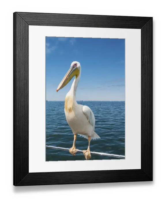 Framed Print : Great White Pelican -Pelecanus onocrotalus- on railing in Walvis Bay, Namibia Framed Print : Great White Pelican -Pelecanus onocrotalus- on railing in Walvis Bay, Namibia