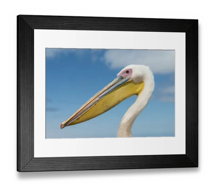 Framed Print : Great White Pelican -Pelecanus onocrotalus-, portrait, Walvis Bay, Namibia