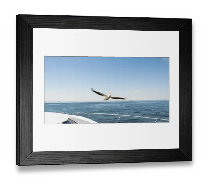 Framed Print : Great White Pelican -Pelecanus onocrotalus- in flight in Walvis Bay, Namibia Framed Print : Great White Pelican -Pelecanus onocrotalus- in flight in Walvis Bay, Namibia