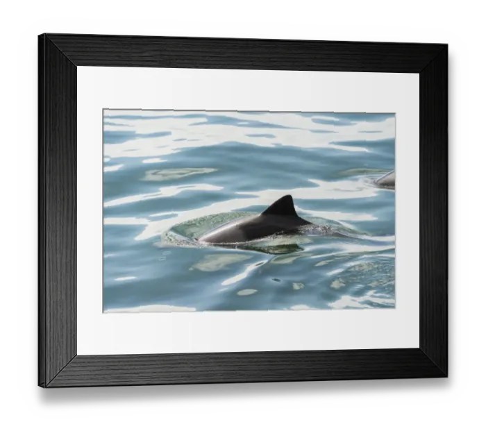 Framed Print : Dusky Dolphin -Lagenorhynchus obscurus- in Walvis Bay, Namibia Framed Print : Dusky Dolphin -Lagenorhynchus obscurus- in Walvis Bay, Namibia