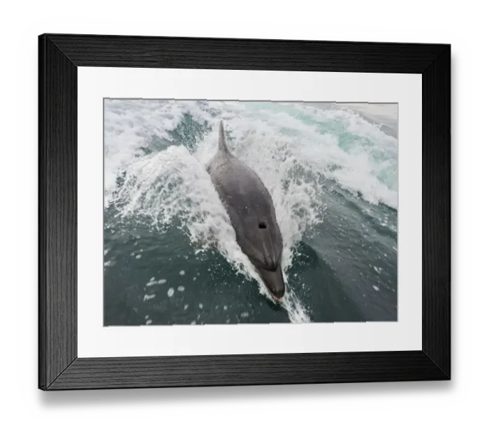 Framed Print : Common bottlenose dolphin -Tursiops truncatus- in Walvis Bay, Namibia Framed Print : Common bottlenose dolphin -Tursiops truncatus- in Walvis Bay, Namibia