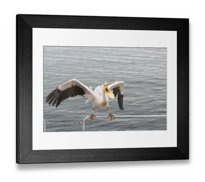 Framed Print : Great White Pelican -Pelecanus onocrotalus- on railing in Walvis Bay, Namibia Framed Print : Great White Pelican -Pelecanus onocrotalus- on railing in Walvis Bay, Namibia