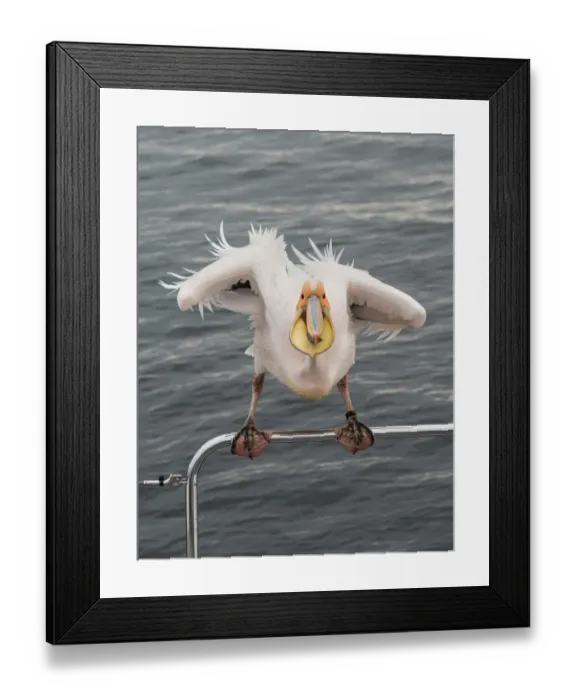Framed Print : Great White Pelican -Pelecanus onocrotalus- on railing in Walvis Bay, Namibia