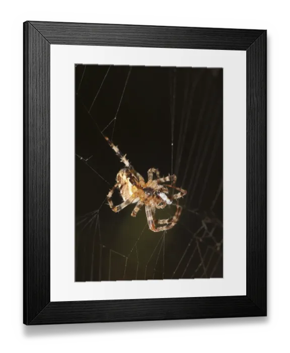 Framed Print : European garden spider -Araneus diadematus-, spider of the year 2010 Framed Print : European garden spider -Araneus diadematus-, spider of the year 2010
