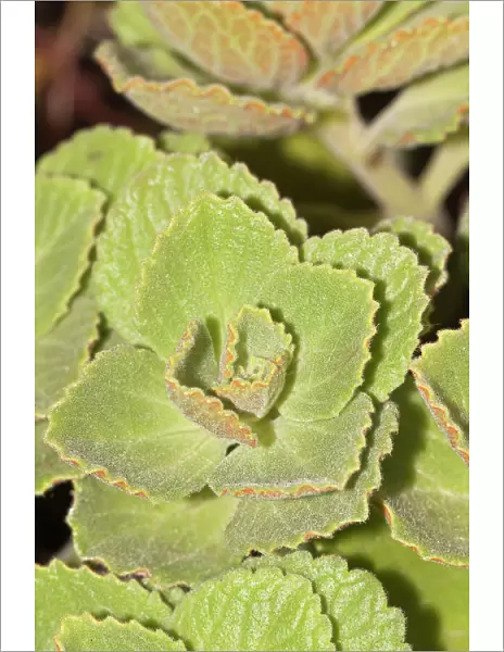Scaredy cat plant -Coleus canina Hybr. -, drives away cats and dogs