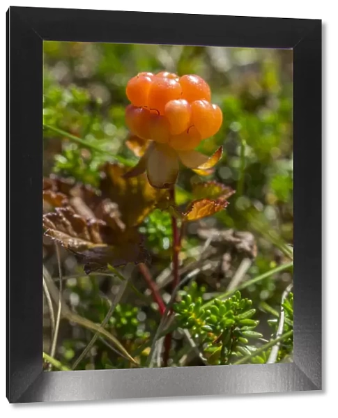 Cloudberry -Rubus chamaemorus-, Troms, Norway