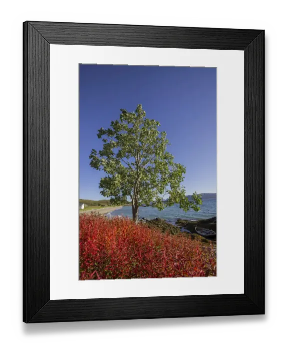 Framed Print : Boat in Gamvika cove, Willowherbs in autumnal colouration at the front, Senja Island, Troms, Norway Framed Print : Boat in Gamvika cove, Willowherbs in autumnal colouration at the front, Senja Island, Troms, Norway