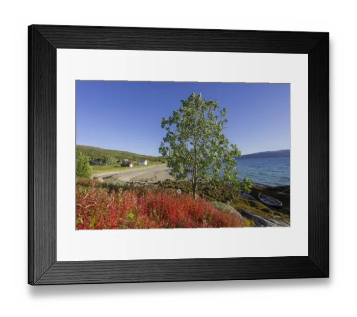 Framed Print : Boat in Gamvika cove, Willowherbs in autumnal colouration at the front, Senja Island, Troms, Norway Framed Print : Boat in Gamvika cove, Willowherbs in autumnal colouration at the front, Senja Island, Troms, Norway