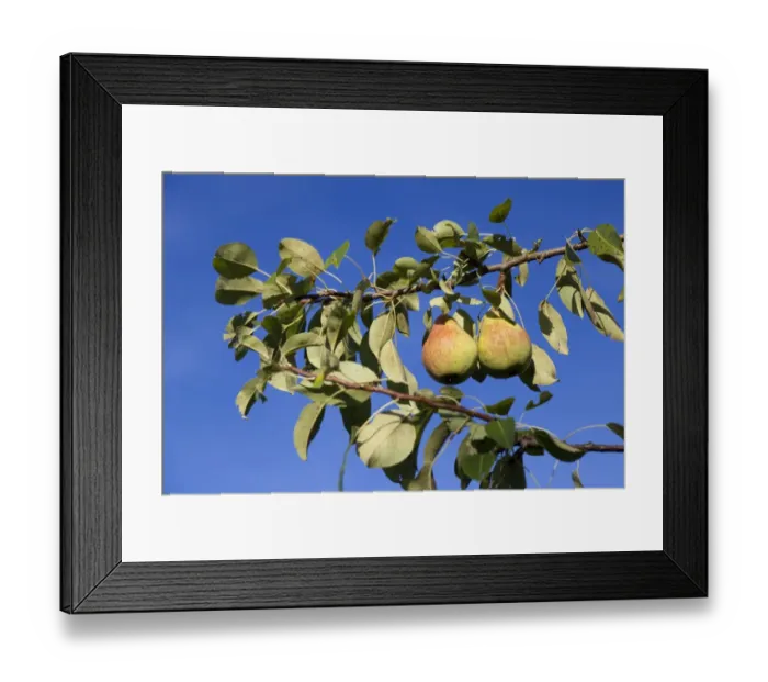 Framed Print : Organic pears on the tree Framed Print : Organic pears on the tree
