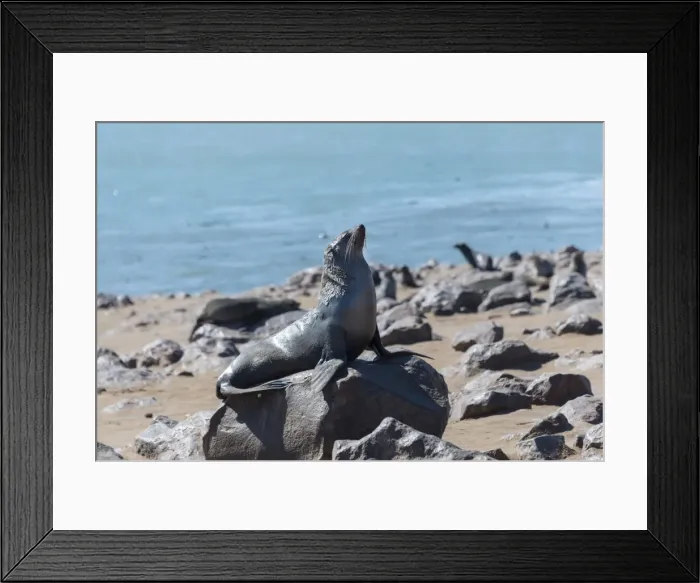 Framed Print : Brown Fur Seal or Cape Fur Seal -Arctocephalus pusillus-, Dorob National Park, Cape Cross, Namibia Framed Print : Brown Fur Seal or Cape Fur Seal -Arctocephalus pusillus-, Dorob National Park, Cape Cross, Namibia
