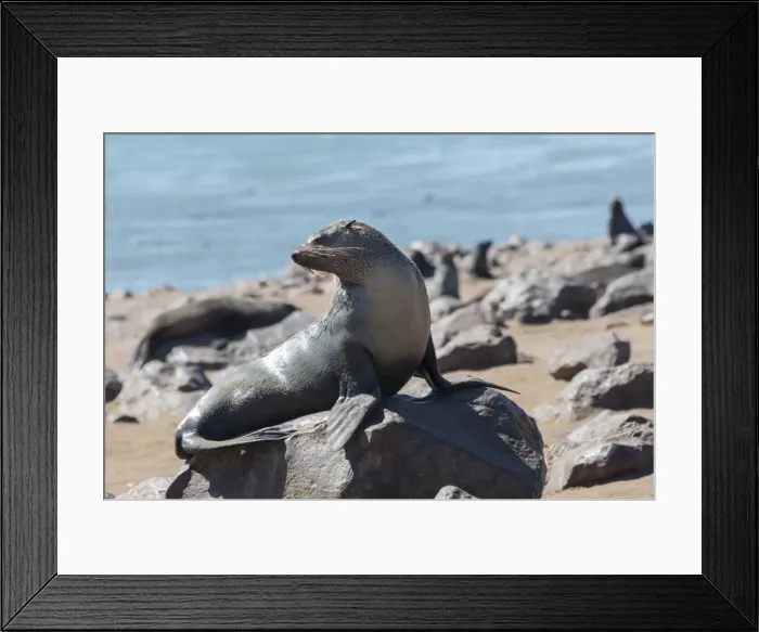 Framed Print : Brown Fur Seal or Cape Fur Seal -Arctocephalus pusillus-, Dorob National Park, Cape Cross, Namibia Framed Print : Brown Fur Seal or Cape Fur Seal -Arctocephalus pusillus-, Dorob National Park, Cape Cross, Namibia