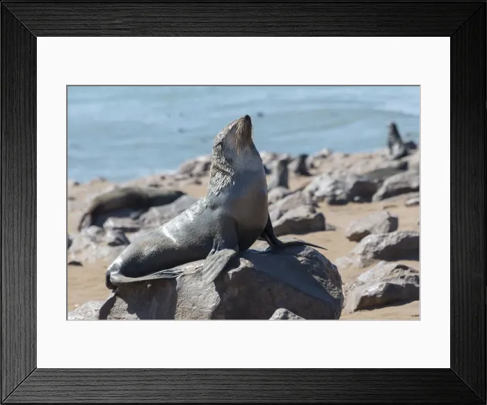 Framed Print : Brown Fur Seal or Cape Fur Seal -Arctocephalus pusillus-, Dorob National Park, Cape Cross, Namibia Framed Print : Brown Fur Seal or Cape Fur Seal -Arctocephalus pusillus-, Dorob National Park, Cape Cross, Namibia