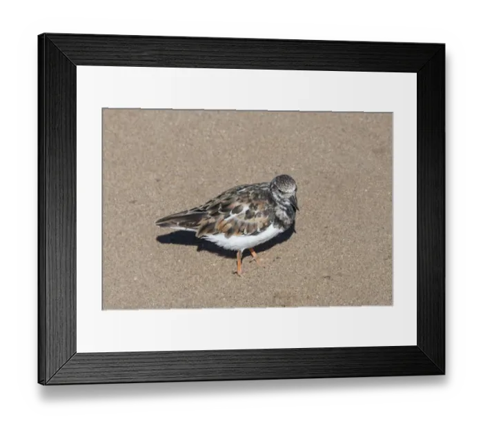 Framed Print : Plover -Charadrius sp. - standing in the sand, Namibia Framed Print : Plover -Charadrius sp. - standing in the sand, Namibia