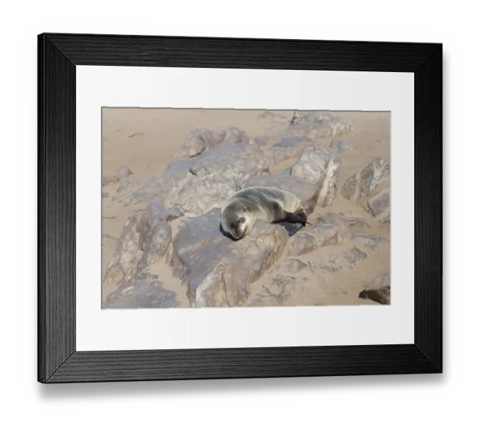 Framed Print : Young Brown Fur Seal or Cape Fur Seal -Arctocephalus pusillus- sleeping on a rock, Dorob National Park, Cape Cross, Namibia Framed Print : Young Brown Fur Seal or Cape Fur Seal -Arctocephalus pusillus- sleeping on a rock, Dorob National Park, Cape Cross, Namibia