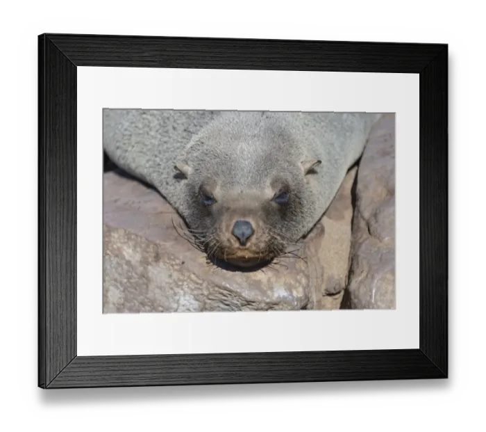 Framed Print : Brown Fur Seal or Cape Fur Seal -Arctocephalus pusillus- sleeping on a rock, Dorob National Park, Cape Cross, Namibia Framed Print : Brown Fur Seal or Cape Fur Seal -Arctocephalus pusillus- sleeping on a rock, Dorob National Park, Cape Cross, Namibia