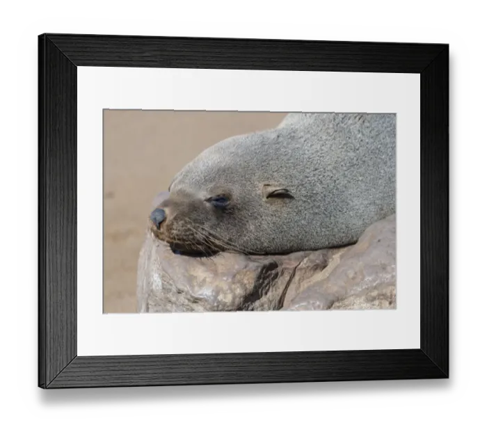 Framed Print : Brown Fur Seal or Cape Fur Seal -Arctocephalus pusillus- sleeping on a rock, Dorob National Park, Cape Cross, Namibia Framed Print : Brown Fur Seal or Cape Fur Seal -Arctocephalus pusillus- sleeping on a rock, Dorob National Park, Cape Cross, Namibia