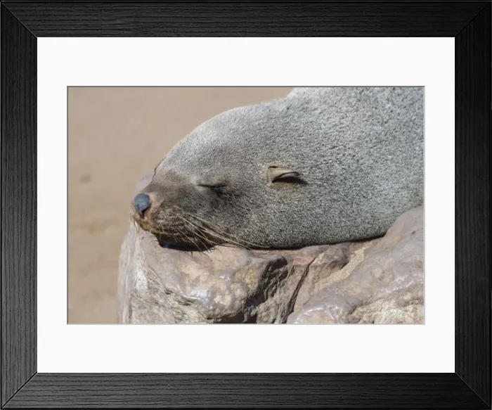 Framed Print : Brown Fur Seal or Cape Fur Seal -Arctocephalus pusillus- sleeping on a rock, Dorob National Park, Cape Cross, Namibia Framed Print : Brown Fur Seal or Cape Fur Seal -Arctocephalus pusillus- sleeping on a rock, Dorob National Park, Cape Cross, Namibia