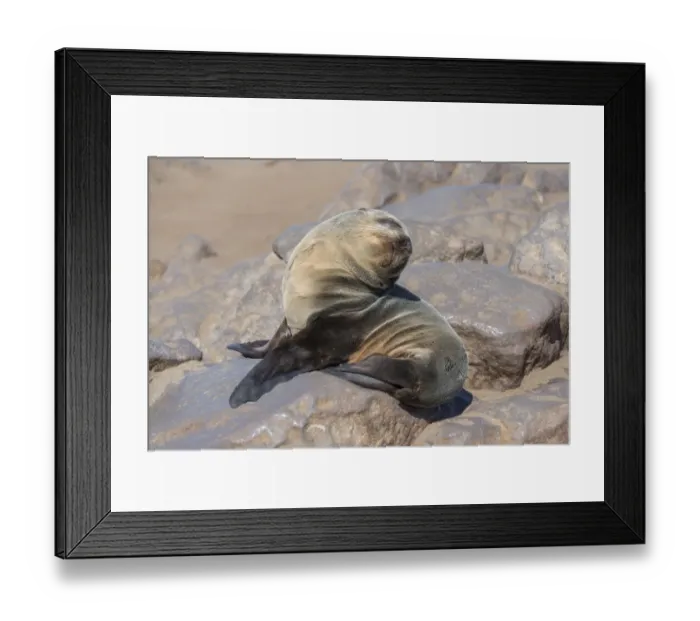 Framed Print : Young Brown Fur Seal or Cape Fur Seal -Arctocephalus pusillus- sitting on a rock, Dorob National Park, Cape Cross, Namibia Framed Print : Young Brown Fur Seal or Cape Fur Seal -Arctocephalus pusillus- sitting on a rock, Dorob National Park, Cape Cross, Namibia