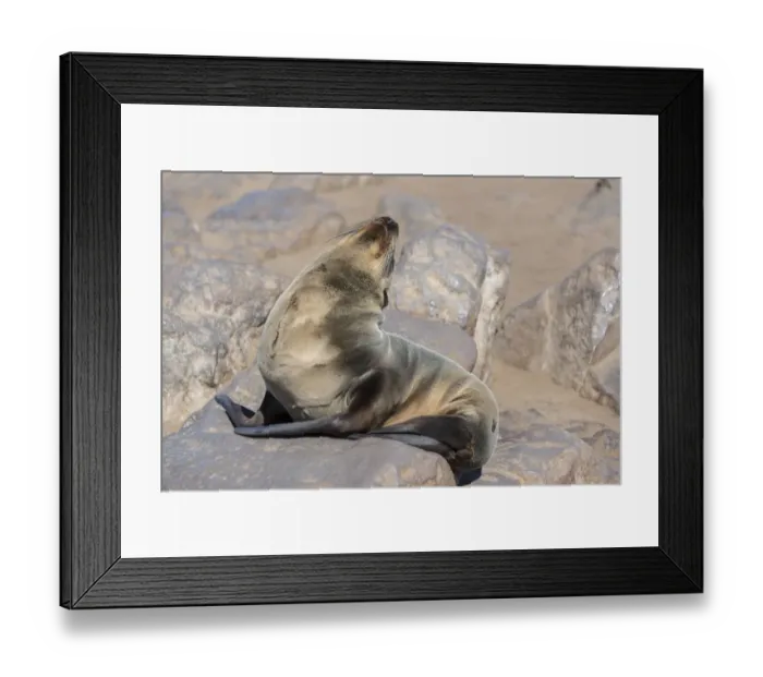 Framed Print : Young Brown Fur Seal or Cape Fur Seal -Arctocephalus pusillus- sitting on a rock, Dorob National Park, Cape Cross, Namibia Framed Print : Young Brown Fur Seal or Cape Fur Seal -Arctocephalus pusillus- sitting on a rock, Dorob National Park, Cape Cross, Namibia