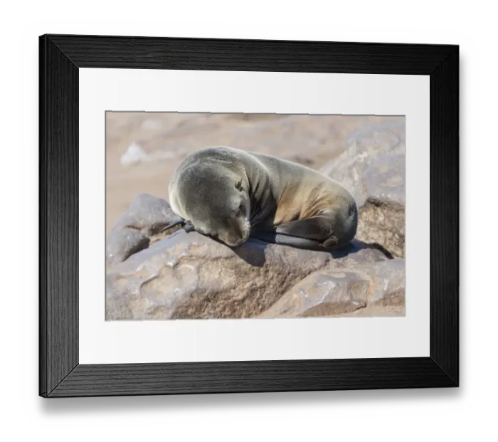 Framed Print : Young Brown Fur Seal or Cape Fur Seal -Arctocephalus pusillus- sleeping on a rock, Dorob National Park, Cape Cross, Namibia Framed Print : Young Brown Fur Seal or Cape Fur Seal -Arctocephalus pusillus- sleeping on a rock, Dorob National Park, Cape Cross, Namibia