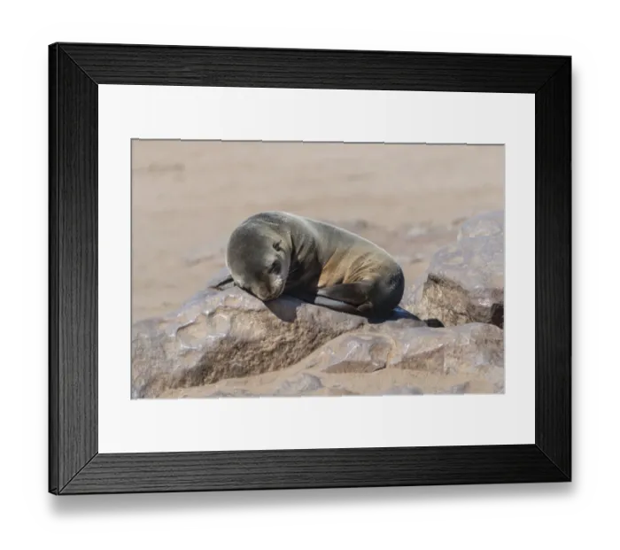 Framed Print : Young Brown Fur Seal or Cape Fur Seal -Arctocephalus pusillus- sleeping on a rock, Dorob National Park, Cape Cross, Namibia Framed Print : Young Brown Fur Seal or Cape Fur Seal -Arctocephalus pusillus- sleeping on a rock, Dorob National Park, Cape Cross, Namibia