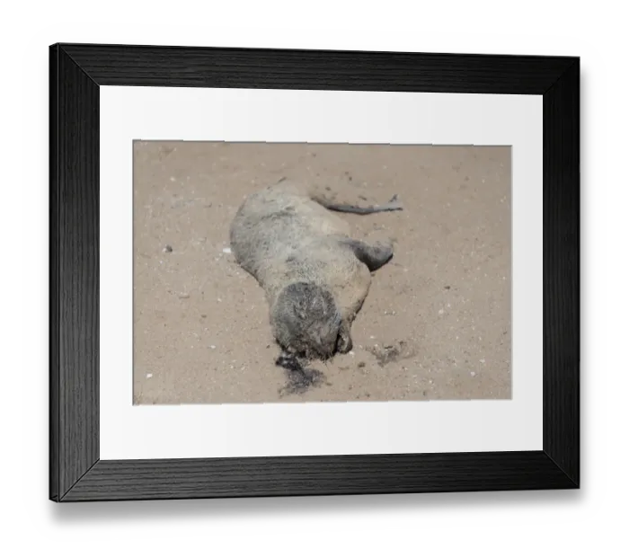 Framed Print : Dead seal pup, Brown Fur Seal or Cape Fur Seal -Arctocephalus pusillus-, Dorob National Park, Cape Cross, Namibia Framed Print : Dead seal pup, Brown Fur Seal or Cape Fur Seal -Arctocephalus pusillus-, Dorob National Park, Cape Cross, Namibia