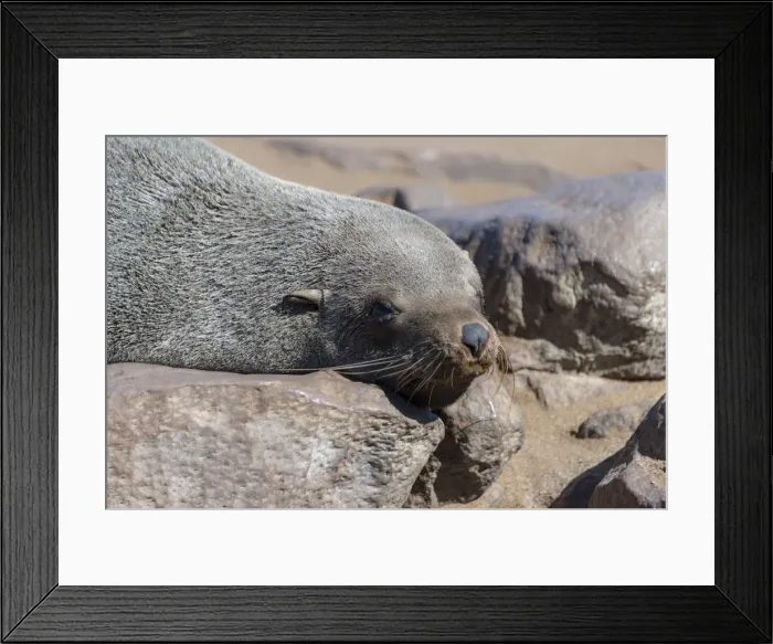 Framed Print : Brown Fur Seal or Cape Fur Seal -Arctocephalus pusillus- lying on a rock, Dorob National Park, Cape Cross, Namibia Framed Print : Brown Fur Seal or Cape Fur Seal -Arctocephalus pusillus- lying on a rock, Dorob National Park, Cape Cross, Namibia