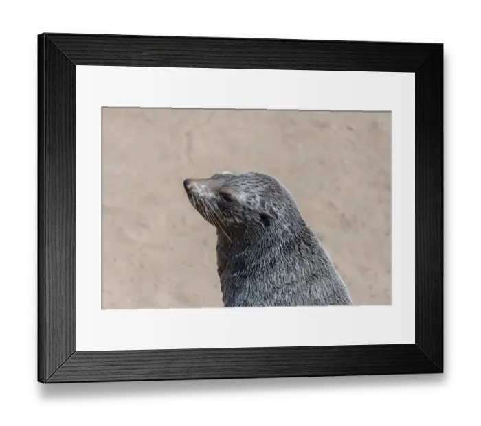Framed Print : Brown Fur Seal or Cape Fur Seal -Arctocephalus pusillus-, Dorob National Park, Cape Cross, Namibia Framed Print : Brown Fur Seal or Cape Fur Seal -Arctocephalus pusillus-, Dorob National Park, Cape Cross, Namibia