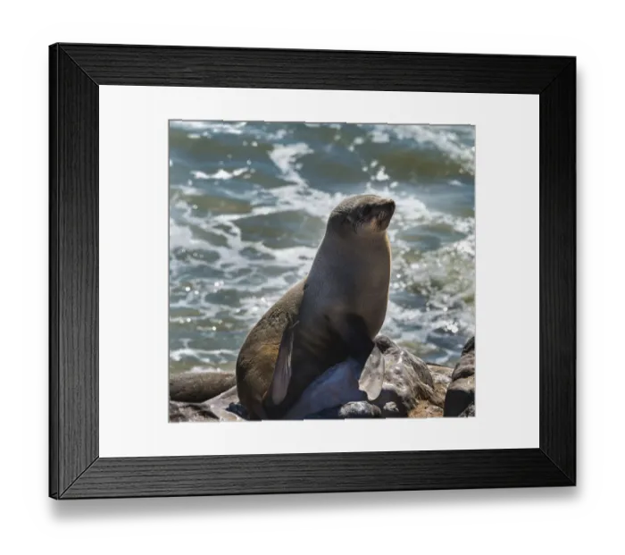 Framed Print : Brown Fur Seal or Cape Fur Seal -Arctocephalus pusillus-, Dorob National Park, Cape Cross, Namibia Framed Print : Brown Fur Seal or Cape Fur Seal -Arctocephalus pusillus-, Dorob National Park, Cape Cross, Namibia