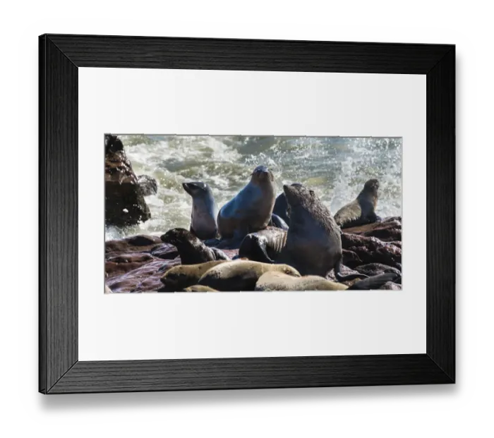 Framed Print : Colony of Brown Fur Seals or Cape Fur Seals -Arctocephalus pusillus-, Dorob National Park, Cape Cross, Namibia Framed Print : Colony of Brown Fur Seals or Cape Fur Seals -Arctocephalus pusillus-, Dorob National Park, Cape Cross, Namibia