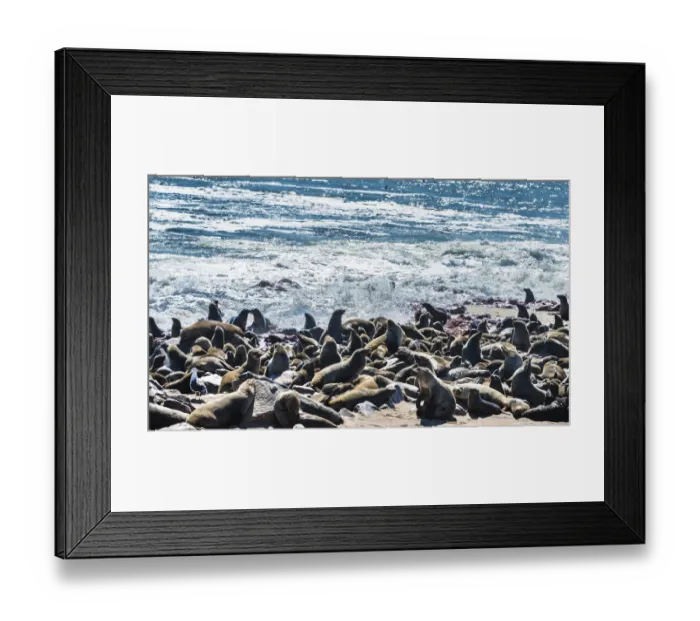 Framed Print : Colony of Brown Fur Seals or Cape Fur Seals -Arctocephalus pusillus-, Dorob National Park, Cape Cross, Namibia Framed Print : Colony of Brown Fur Seals or Cape Fur Seals -Arctocephalus pusillus-, Dorob National Park, Cape Cross, Namibia