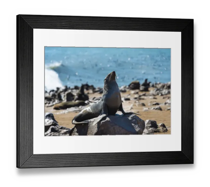 Framed Print : Brown Fur Seal or Cape Fur Seal -Arctocephalus pusillus-, Dorob National Park, Cape Cross, Namibia