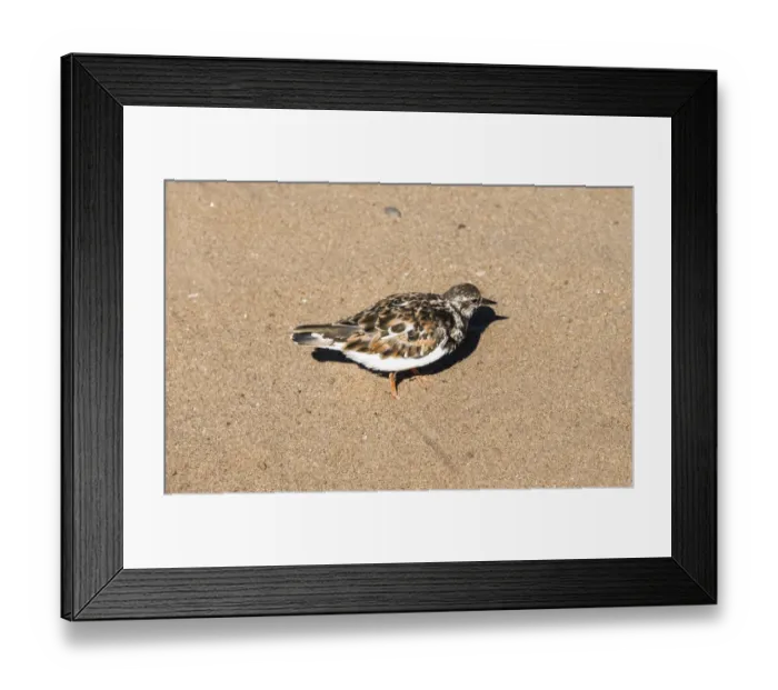 Framed Print : Plover -Charadrius sp. - in the sand, Namibia Framed Print : Plover -Charadrius sp. - in the sand, Namibia