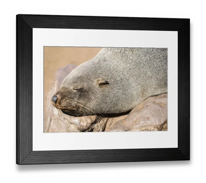 Framed Print : Sleeping Brown Fur Seal or Cape Fur Seal -Arctocephalus pusillus-, Dorob National Park, Cape Cross, Namibia Framed Print : Sleeping Brown Fur Seal or Cape Fur Seal -Arctocephalus pusillus-, Dorob National Park, Cape Cross, Namibia