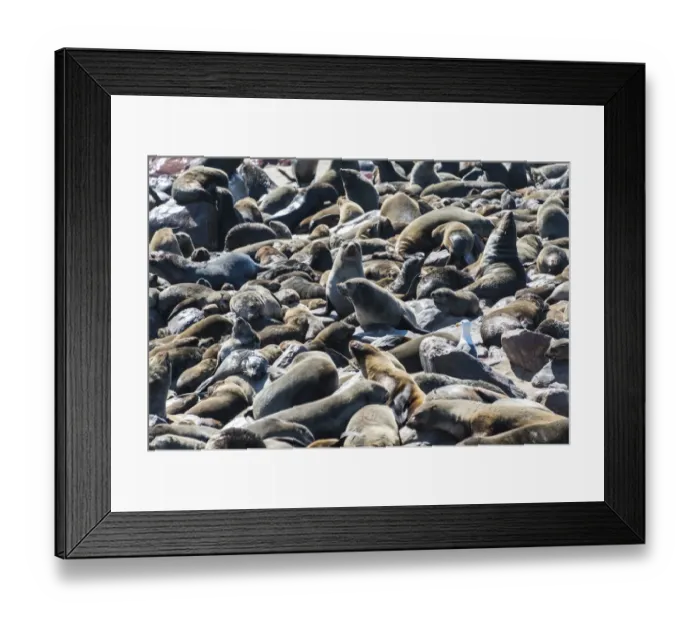 Framed Print : Colony of Brown Fur Seals or Cape Fur Seals -Arctocephalus pusillus-, Dorob National Park, Cape Cross, Namibia Framed Print : Colony of Brown Fur Seals or Cape Fur Seals -Arctocephalus pusillus-, Dorob National Park, Cape Cross, Namibia