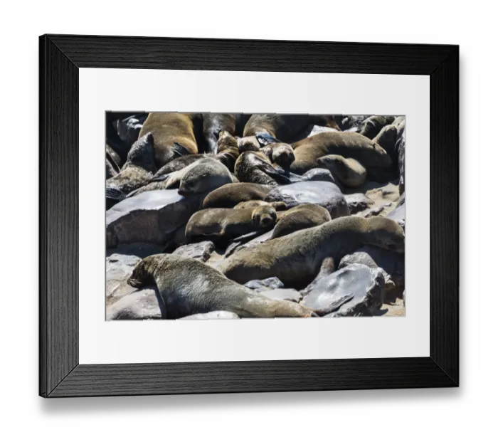 Framed Print : Colony of Brown Fur Seals or Cape Fur Seals -Arctocephalus pusillus-, Dorob National Park, Cape Cross, Namibia Framed Print : Colony of Brown Fur Seals or Cape Fur Seals -Arctocephalus pusillus-, Dorob National Park, Cape Cross, Namibia