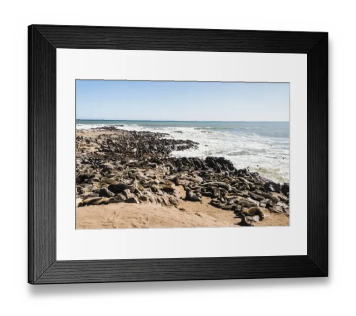 Framed Print : Colony of Brown Fur Seals or Cape Fur Seals -Arctocephalus pusillus-, Dorob National Park, Cape Cross, Namibia Framed Print : Colony of Brown Fur Seals or Cape Fur Seals -Arctocephalus pusillus-, Dorob National Park, Cape Cross, Namibia