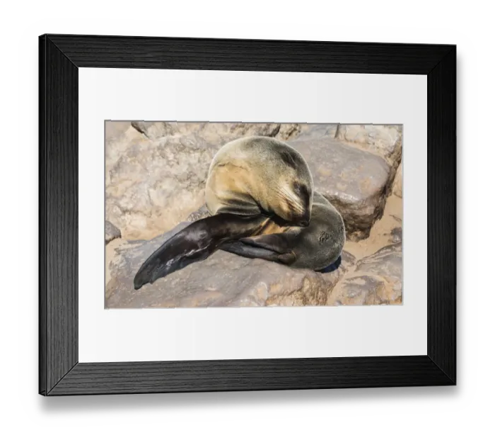 Framed Print : Young Brown Fur Seal or Cape Fur Seal -Arctocephalus pusillus- sleeping on a rock, Dorob National Park, Cape Cross, Namibia Framed Print : Young Brown Fur Seal or Cape Fur Seal -Arctocephalus pusillus- sleeping on a rock, Dorob National Park, Cape Cross, Namibia