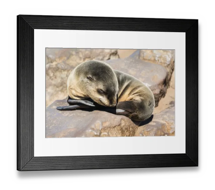 Framed Print : Young Brown Fur Seal or Cape Fur Seal -Arctocephalus pusillus- sleeping on a rock, Dorob National Park, Cape Cross, Namibia Framed Print : Young Brown Fur Seal or Cape Fur Seal -Arctocephalus pusillus- sleeping on a rock, Dorob National Park, Cape Cross, Namibia