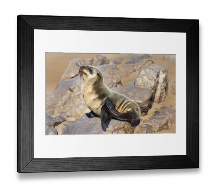 Framed Print : Young Brown Fur Seal or Cape Fur Seal -Arctocephalus pusillus- on a rock, Dorob National Park, Cape Cross, Namibia